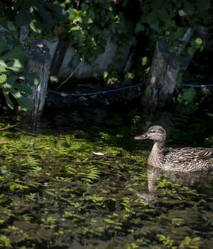 VAL_Canaux-canard_2017©CyrilCRESPEAU_DSC8267.jpg