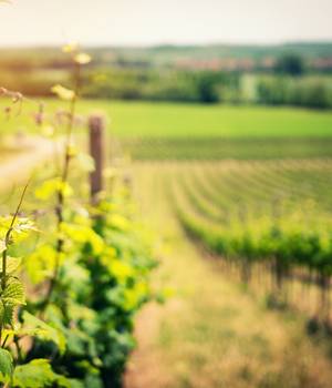 vignes