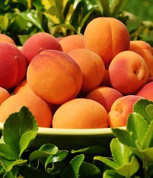 specialité_apricots_pixabay.jpg