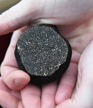 truffe@villedevalence.JPG