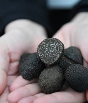 truffe_valence3