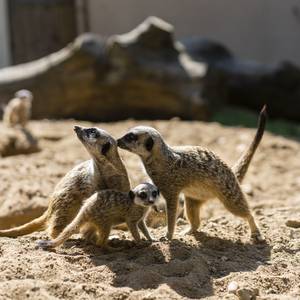 zoo d'upie animaux