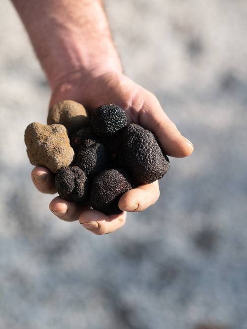 Local producers