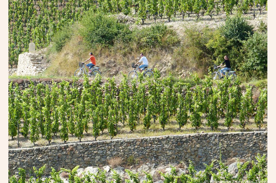 VAE dans les vignes