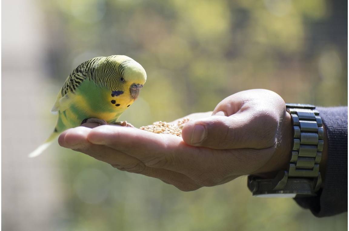 Repas des perruches au Parc animalier de Lussas