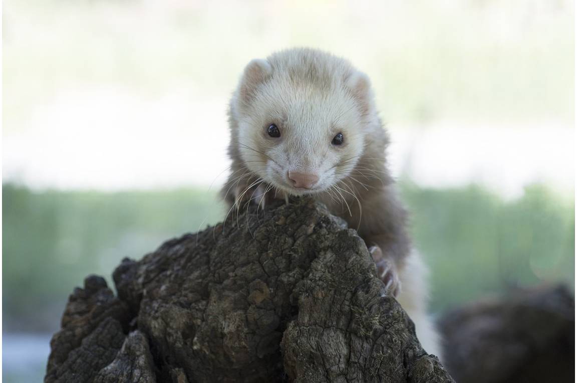 Les furets au Parc animalier de Lussas