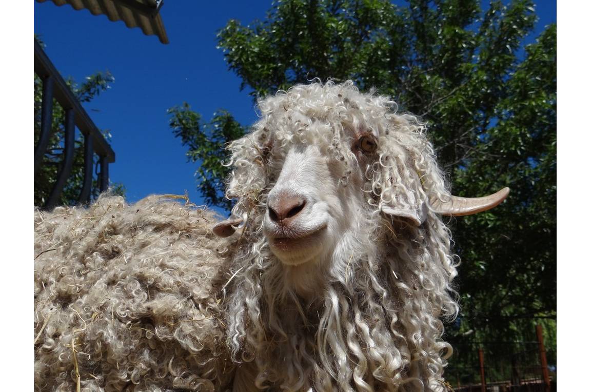 Parc animalier à Lussas