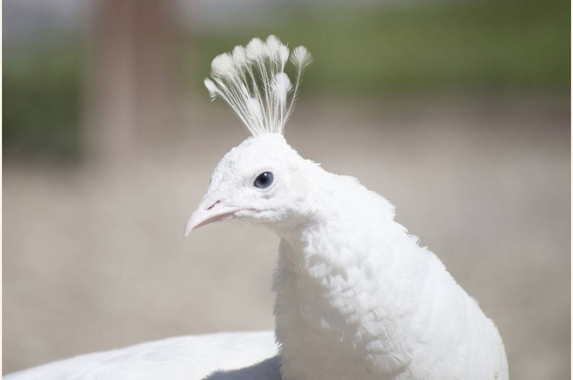 Paons blancs au Parc animalier de Lussas