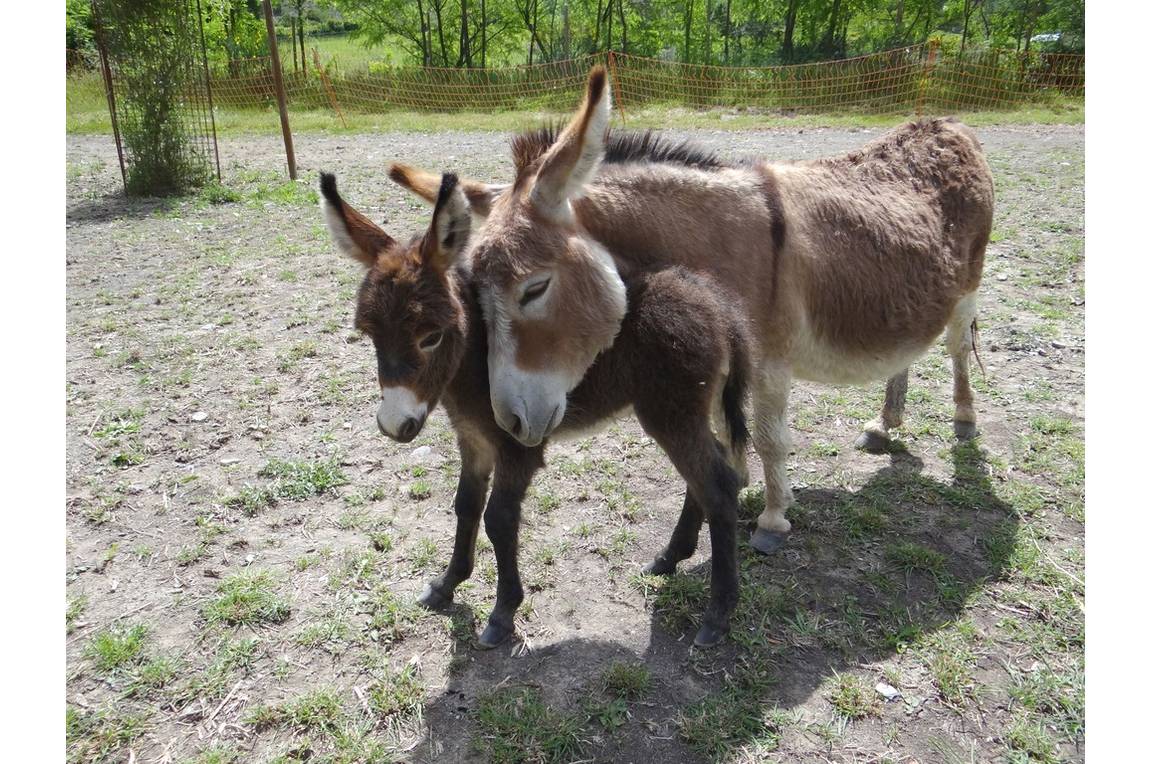 Parc animalier à Lussas