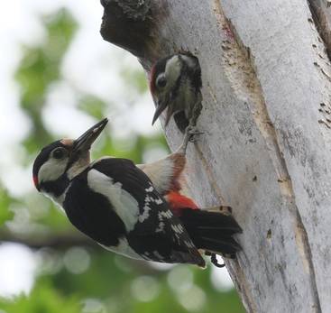 Balade à la découverte des oiseaux de nos jardins en hiver