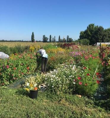 Atelier Cueillette Bouquet et Aquarelle