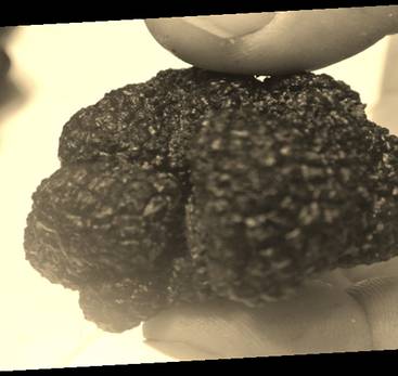 Zwarte truffels ontdekken in de Drôme des Collines - La Baume Saint-Antoine