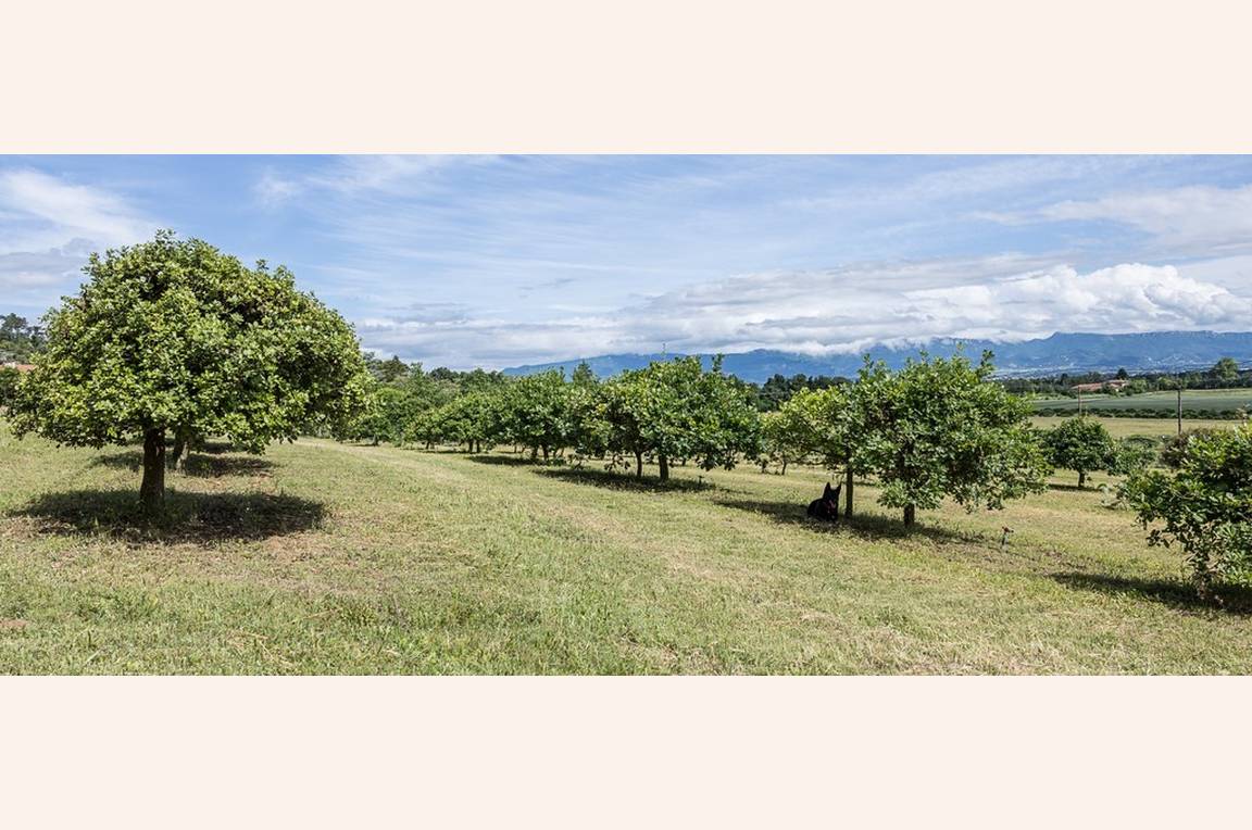 Panier pique-nique au milieu des chênes - La Baume Saint Antoine_Romans-sur-Isère