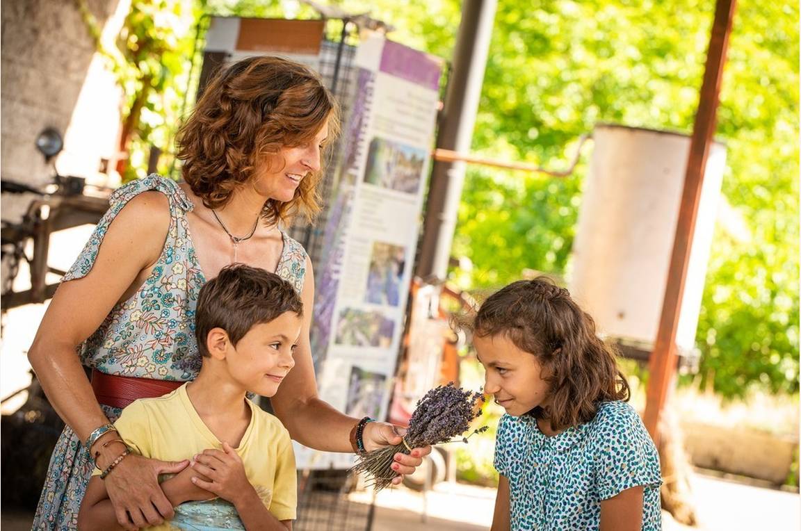 Découverte familiale de la lavande
