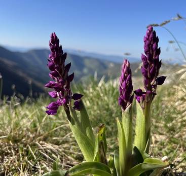 Balade botanique : A la rencontre des orchidées sauvages