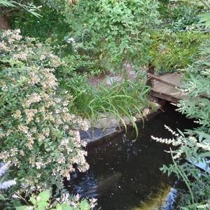 Visite du jardin botanique Le Clos fleuri - Rendez-vous aux Jardins