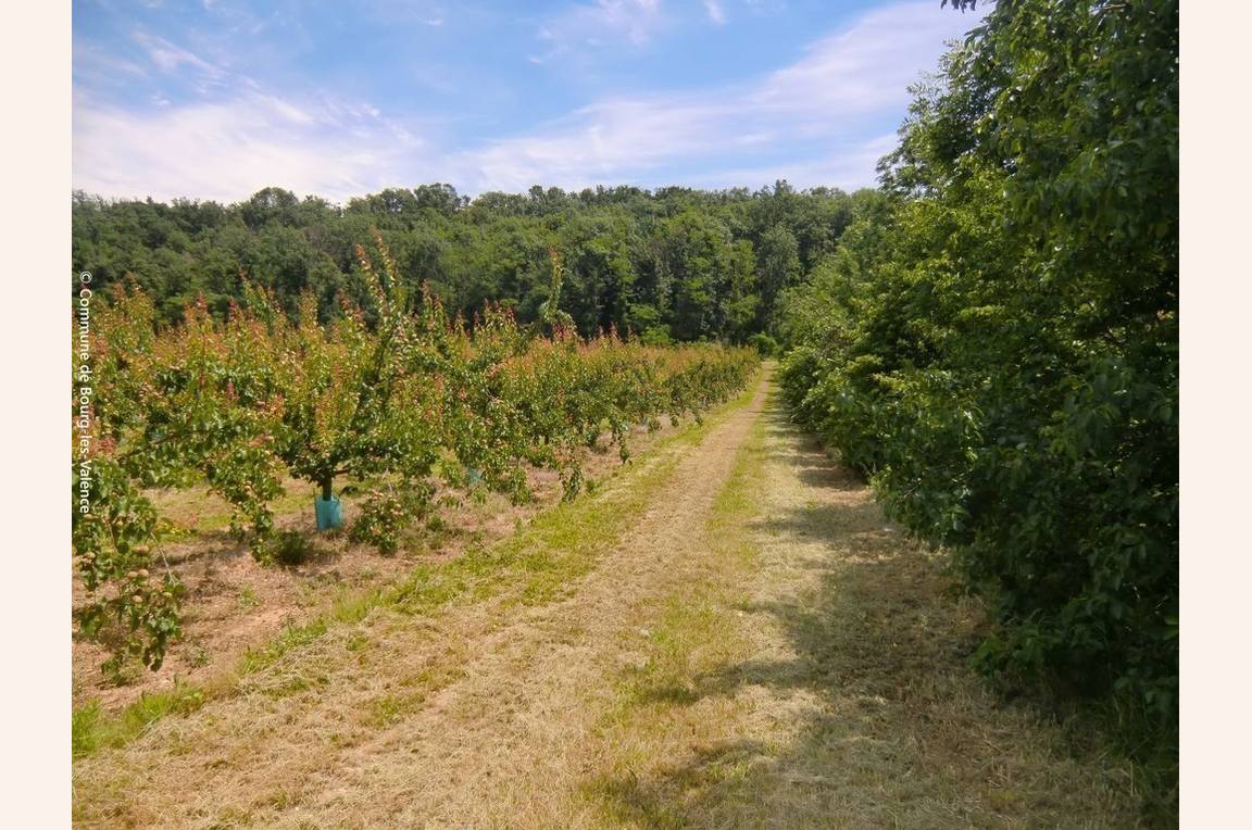 Escapade dans les vergers